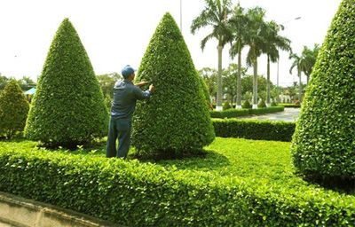 Dịch vụ chăm sóc cây cảnh Long An