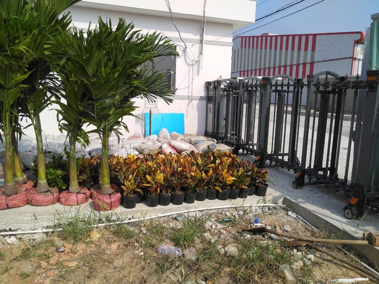 Cây cảnh được lộc Nguyên chuẩn bị để trồng cho khuôn viên