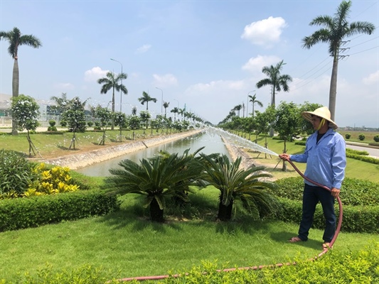 Tiến hành chăm sóc bảo dưỡng cây xanh