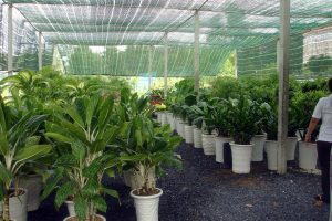 top 5 địa điểm mua cây xanh uy tín tại Long An