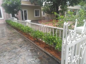 Dịch vụ trồng và chăm sóc cây cảnh Long An