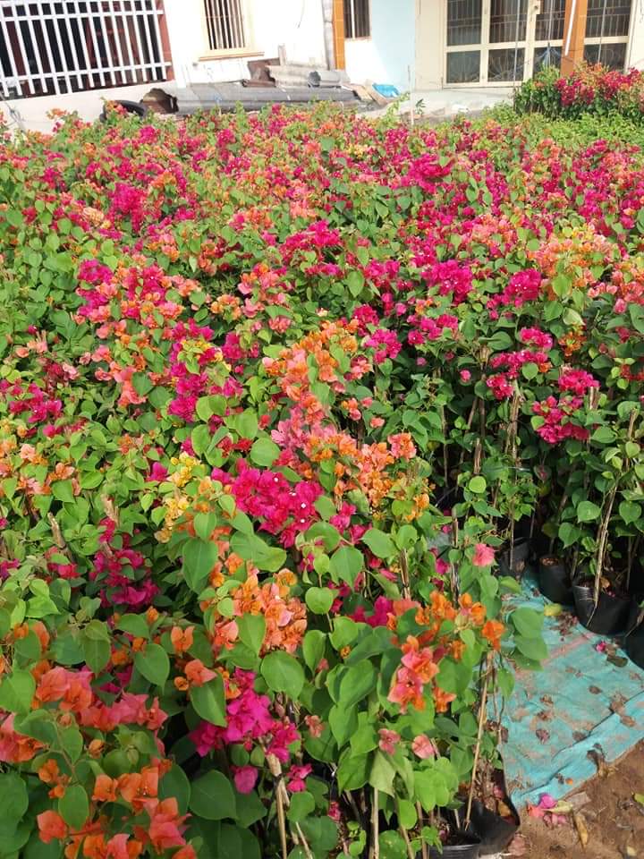 Dịch vụ chăm sóc cây cảnh Long An