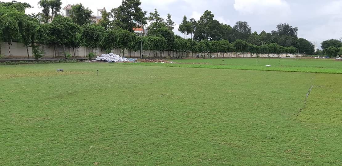 Thực hiện trồng cỏ
