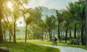 Dịch vụ chăm sóc cây xanh Long An