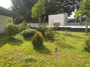 Dịch vụ cây xanh Long An