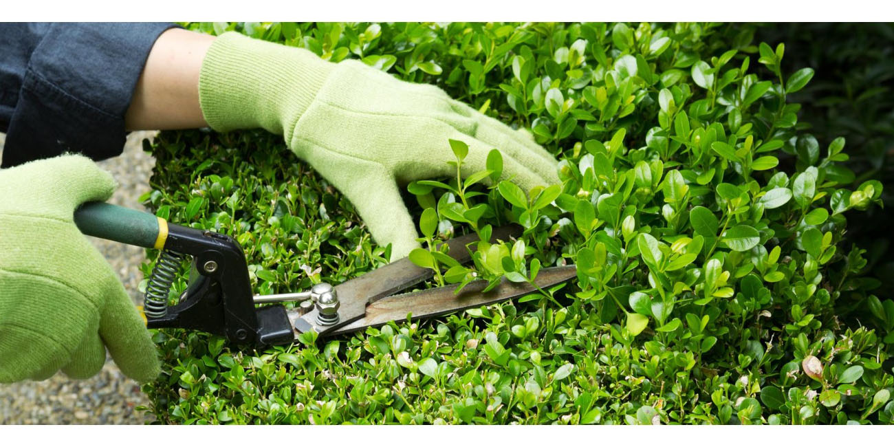Dịch vụ trồng và chăm sóc công trình cây xanh Long An