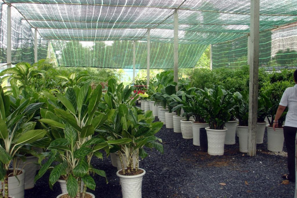 Dịch vụ cho thuê cây văn phòng tại Long An