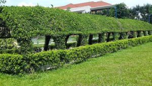 Dịch vụ cắt tỉa cây xanh tại Long An