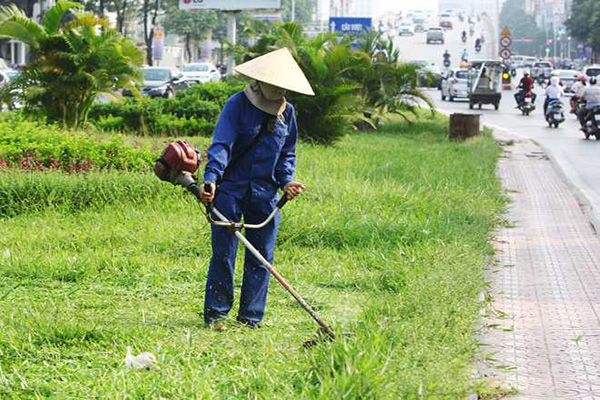 Dịch vụ cây xanh giá rẻ tại Long An của Lộc Nguyên