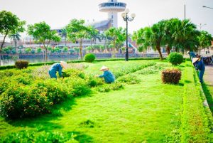 Dịch vụ trồng cỏ tại Long An