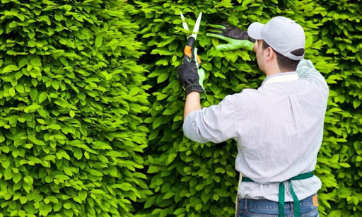 Dịch vụ trồng và chăm sóc công trình cây xanh Long An