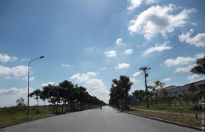 Dịch vụ chăm sóc cây xanh KCN Nhựt Chánh