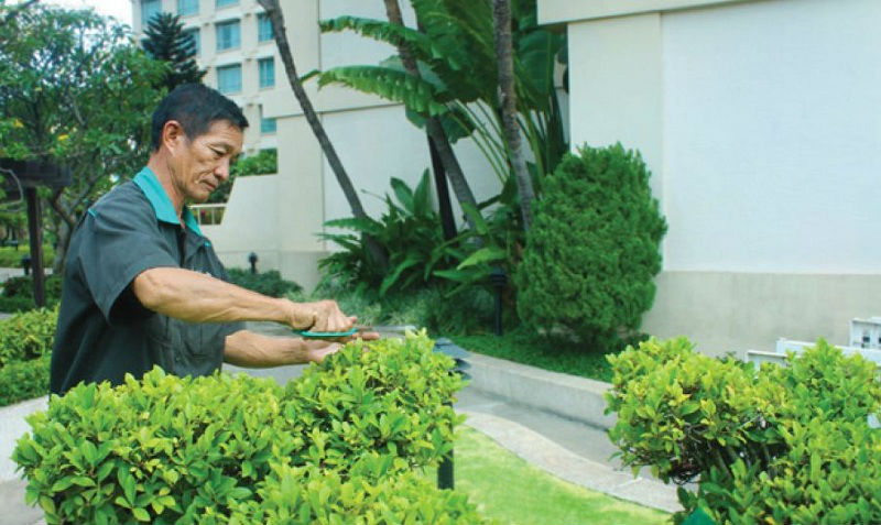 Dịch vụ chăm sóc cây xanh của LS Lộc Nguyên