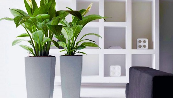 Ưu điểm của dịch vụ cho thuê cây xanh văn phòng