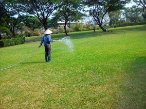 Dịch vụ chăm sóc thảm cỏ KCN Cầu Tràm giá rẻ