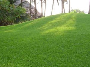 Dịch vụ chăm sóc thảm cỏ KCN Long Hậu