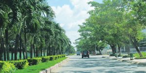 Nơi trồng cỏ uy tín cho KCN Thuận Đạo