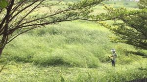 đơn vị phát hoang cỏ dại KCN Thuận Đạo giá rẻ