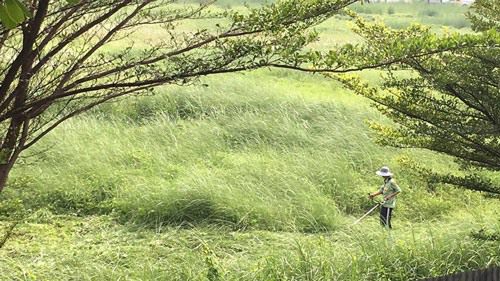 đơn vị phát hoang cỏ dại KCN Thuận Đạo giá rẻ