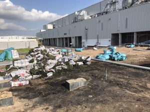 Cung cấp dịch vụ trồng cỏ uy tín cho KCN An Nhật Tân