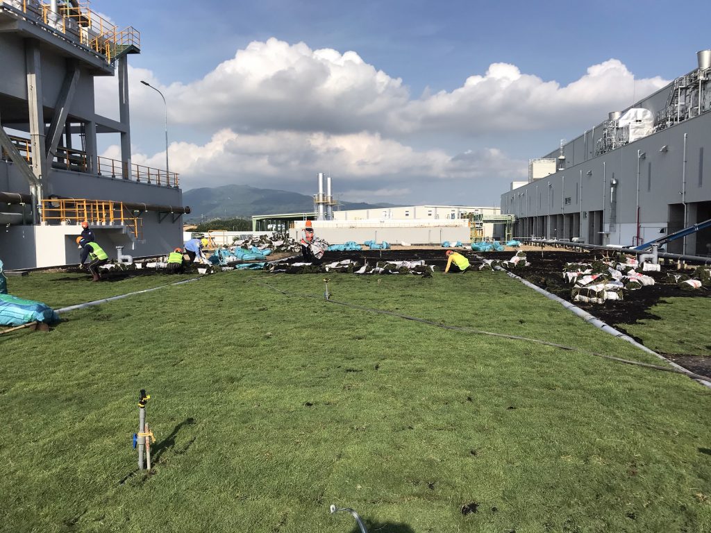 Lộc Nguyên trồng cỏ tại khu công nghiệp Cầu Tràm