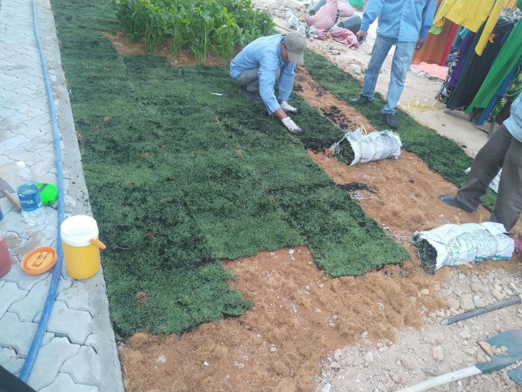 Chọn đơn vị trồng cỏ cho khu công nghiệp Long Hậu