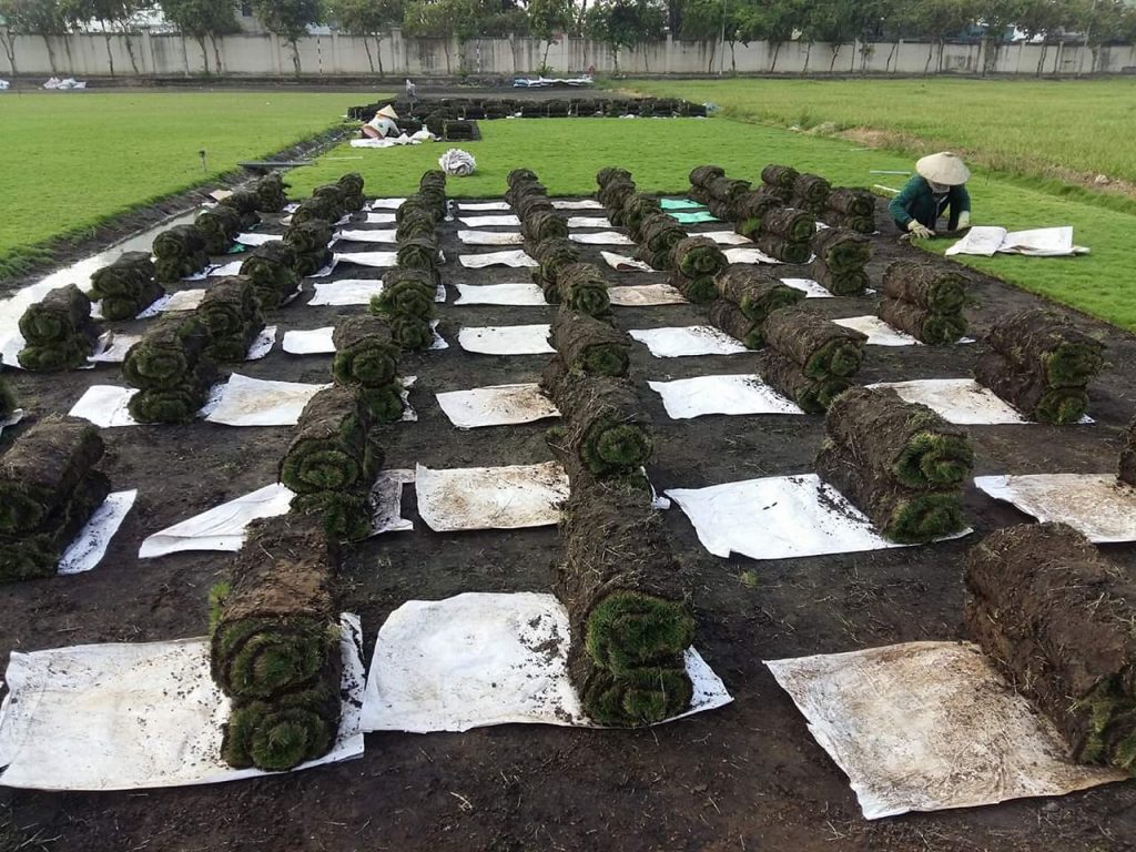 Đơn vị trồng cỏ khu công nghiệp Bắc Tân Tập Long An