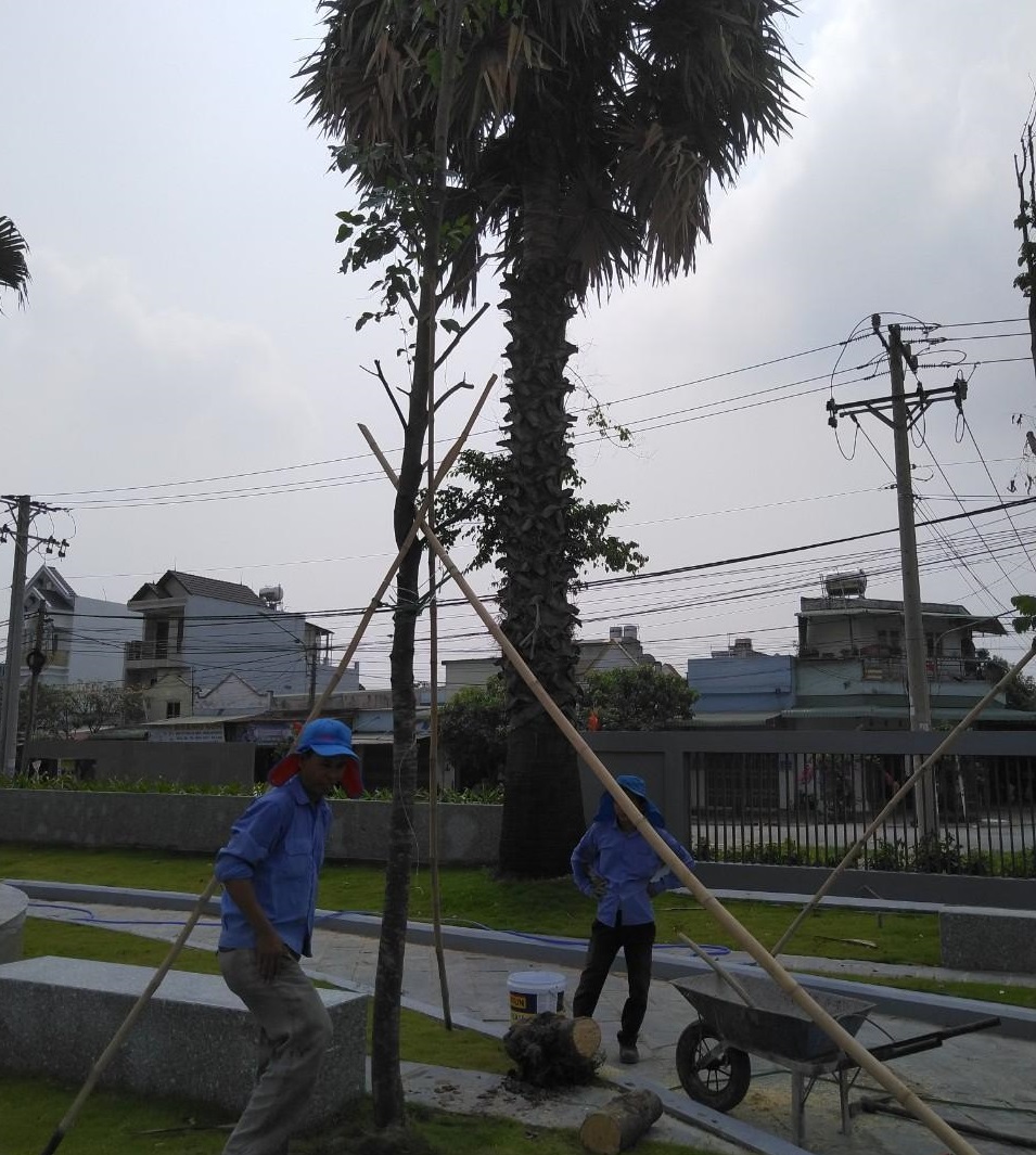 Trồng bổ sung cây xanh