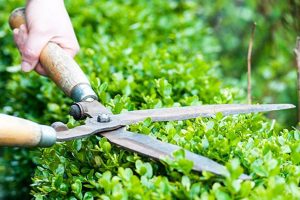 Dịch vụ cắt tỉa cây xanh tại Hồ Chí Minh uy tín