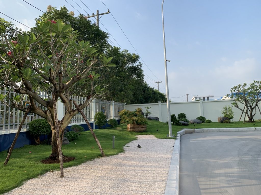 DỊCH VỤ CẮT TỈA CÂY XANH TẠI THỦ ĐỨC UY TÍN