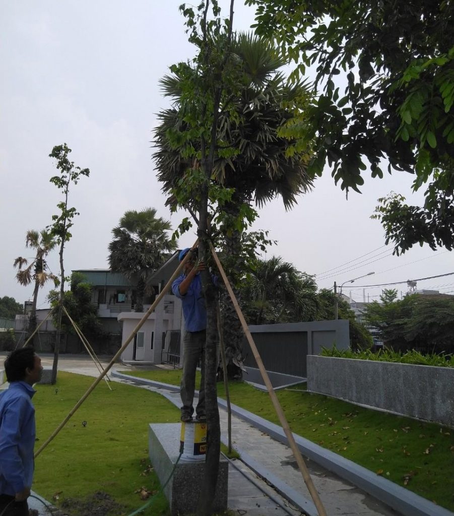 Thị công cây xanh tại Thủ Đức từ Lộc Nguyên