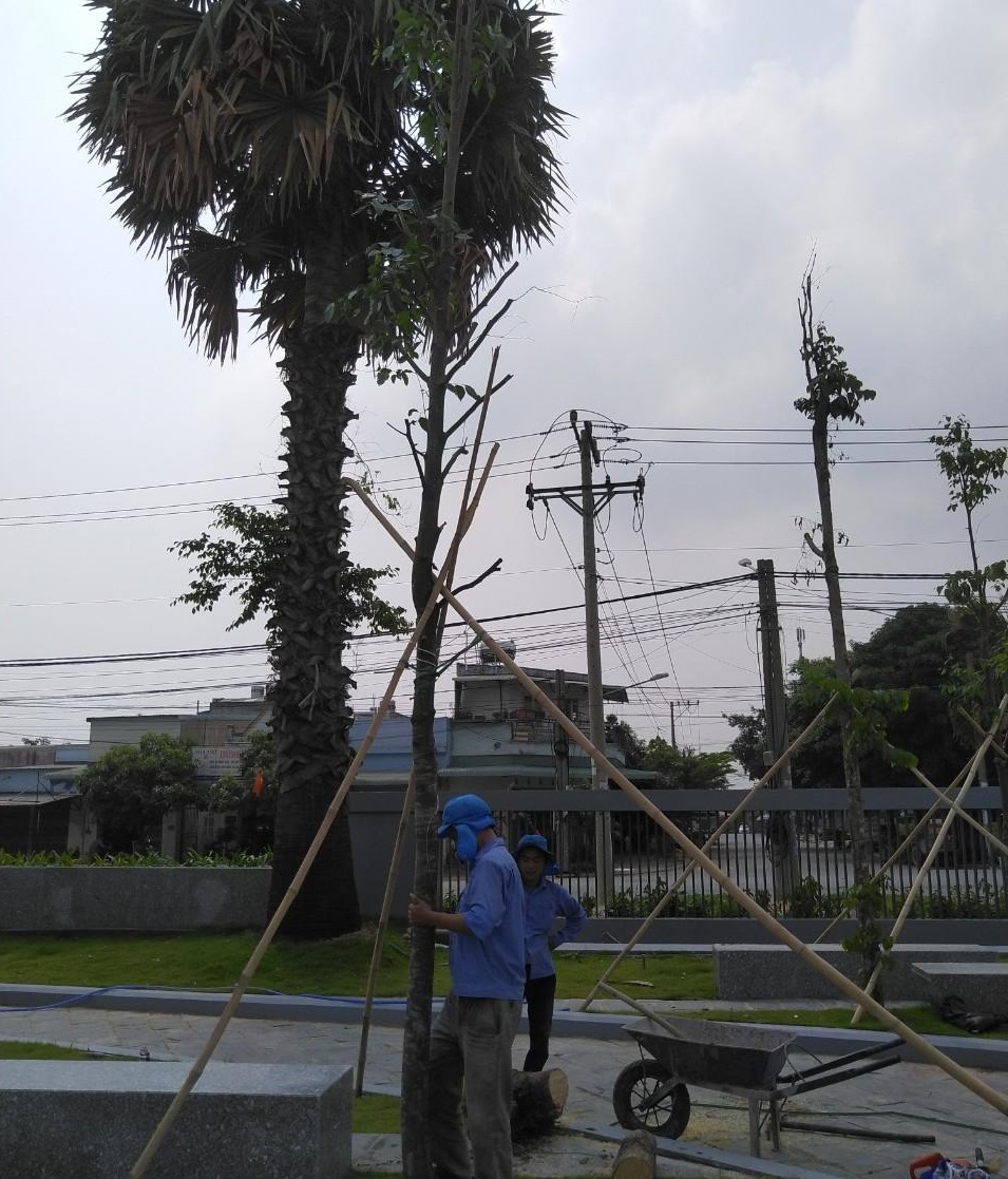 Thi công cây xanh tại Quận 1 giá rẻ