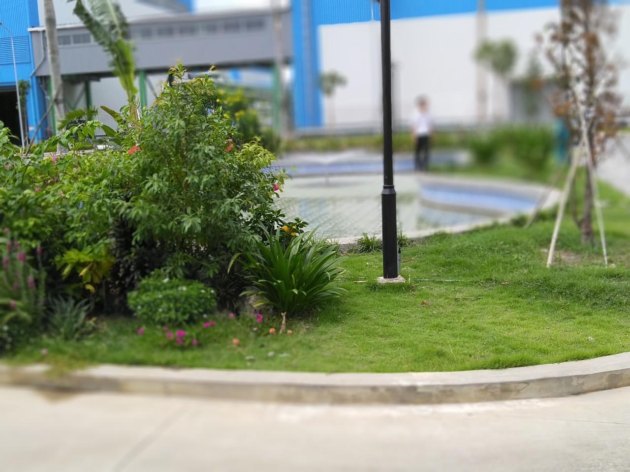 Thuê dịch vụ trồng cỏ trồng cây xanh tại HCM