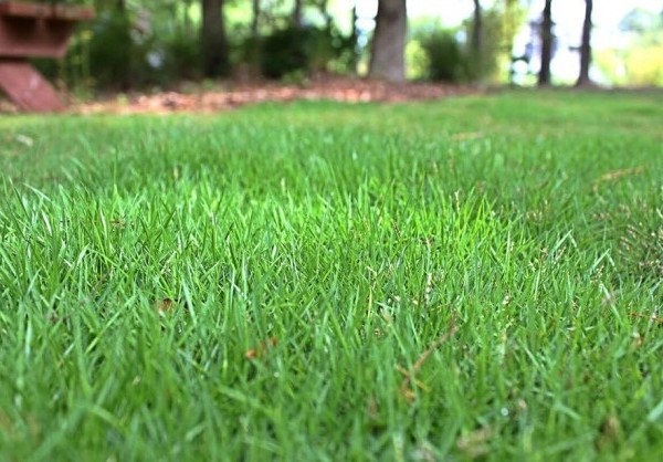 Vì sao cần thuê đơn vị cắt cỏ tại HCM