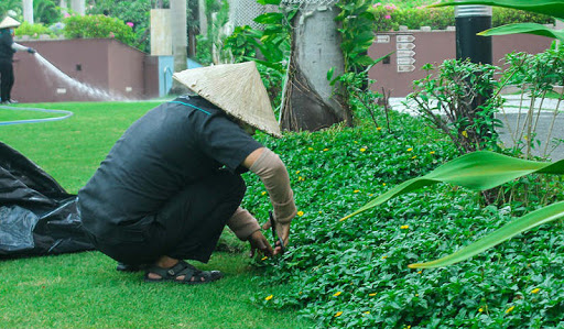 Công ty chăm sóc cây xanh tại Quận 4 giá rẻ
