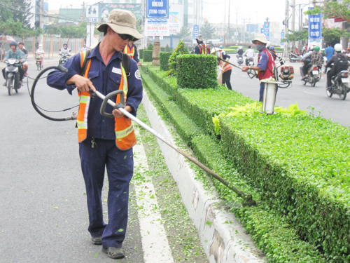 Công ty chăm sóc cây xanh tại quận 6