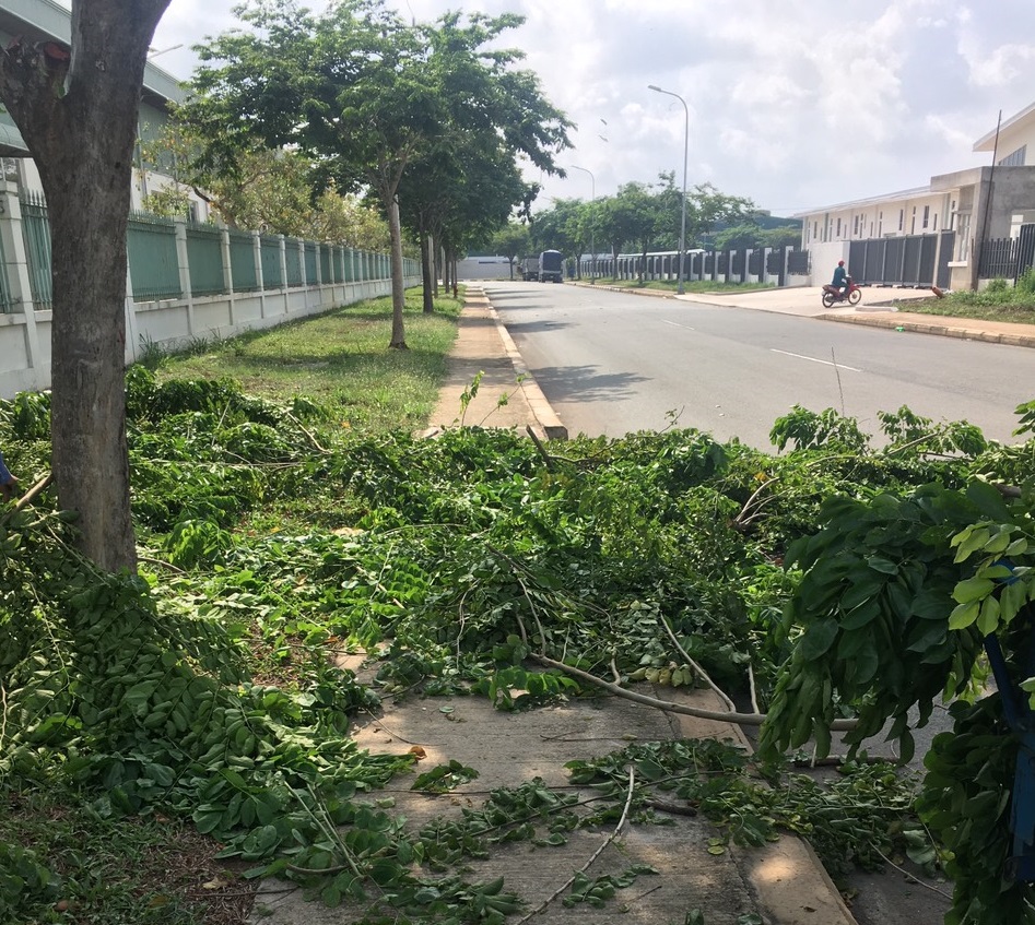 Dịch vụ cắt tỉa cây xanh tại Quận 5 từ Lộc Nguyên