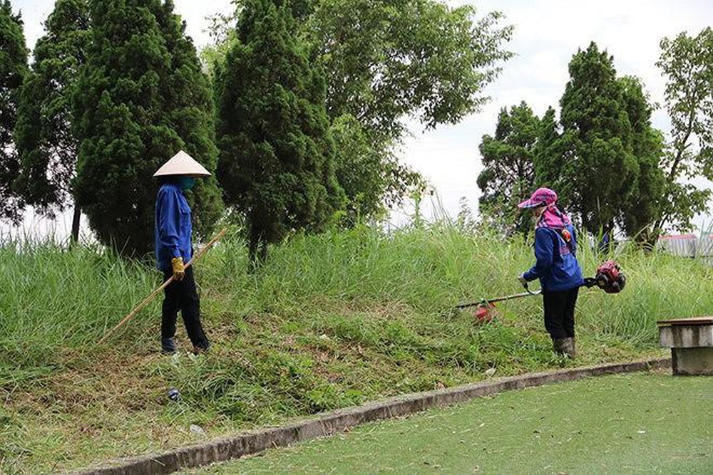 dịch vụ cắt cỏ tại Long An giá rẻ