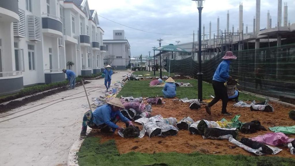 Quy trình trồng cỏ trồng cây xanh ở Quận 6 của Lộc Nguyên