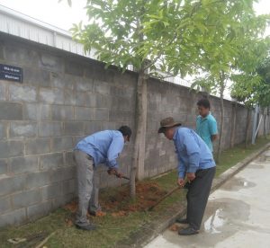 thi công cây xanh tại Quận 5