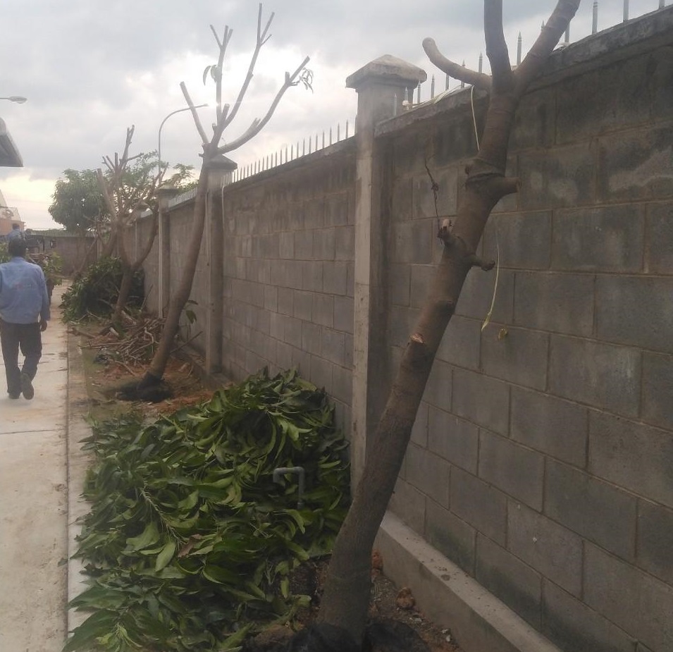 Công ty thi công cây xanh tại Quận 6