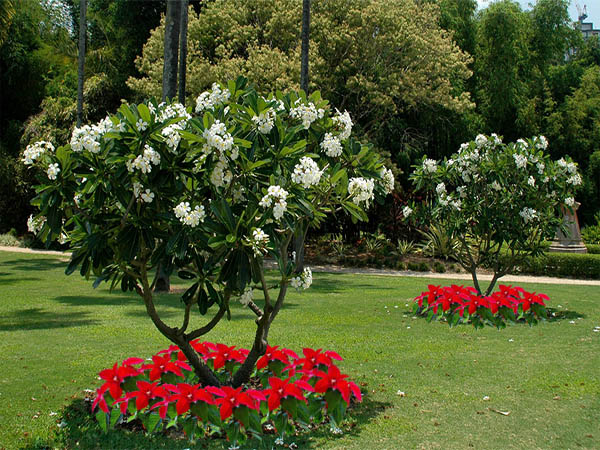 trồng cỏ trồng cây xanh tại Quận 5