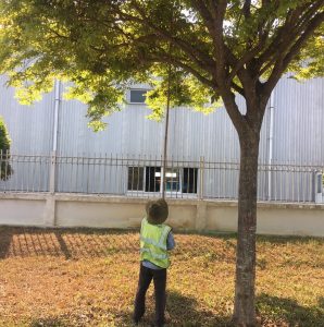 Dịch vụ cắt tỉa cây xanh tại Quận 8 Hồ Chí Minh