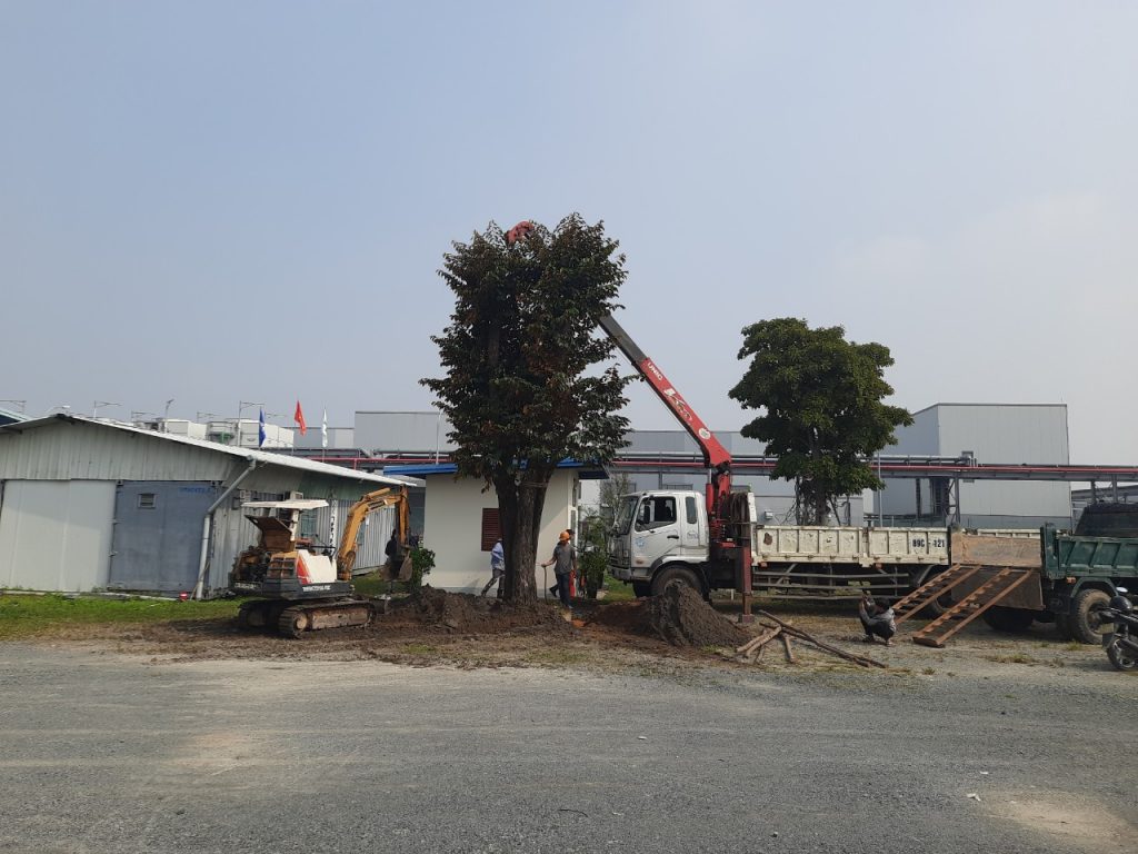Thi công cây xanh tại quận 7