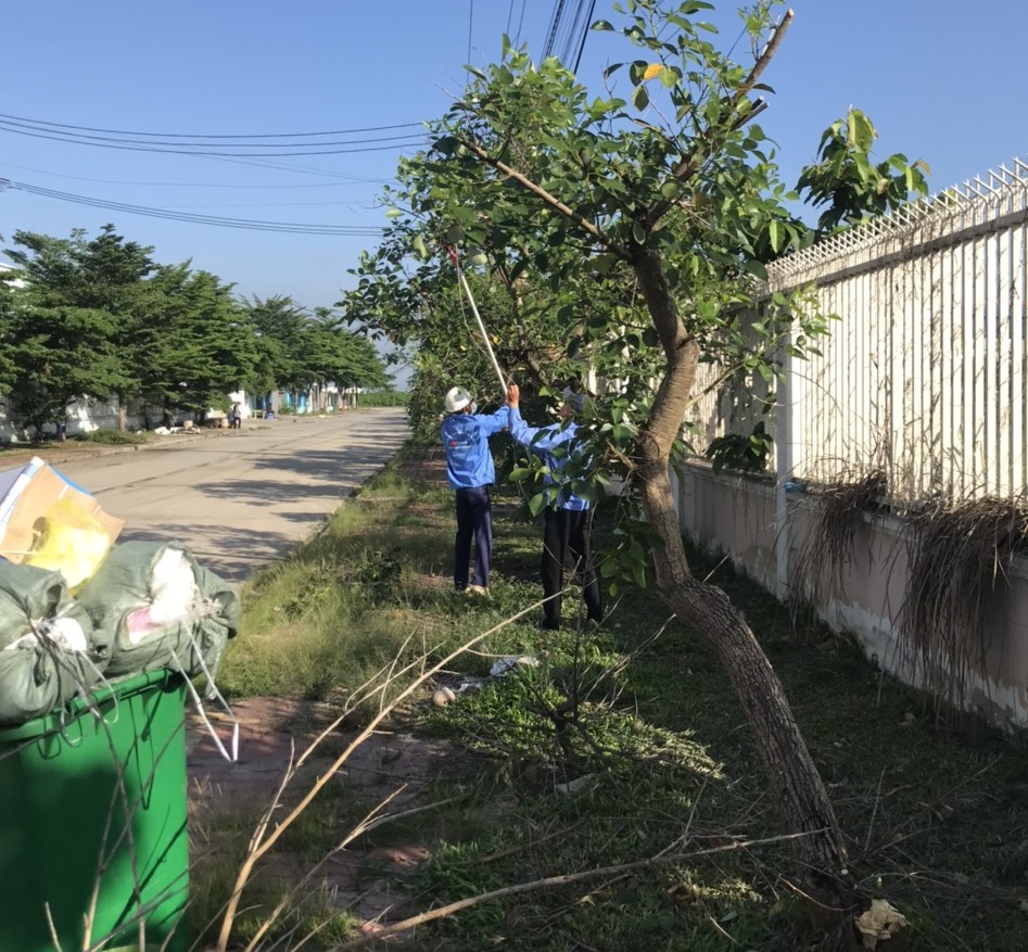 Thi công cây xanh tại Quận 8 HCM