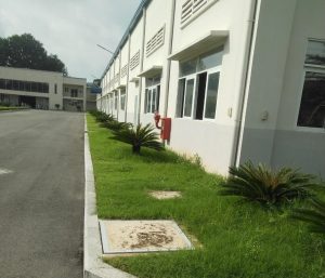 Thi công trồng cỏ trồng cây xanh tại Quận 8 uy tín