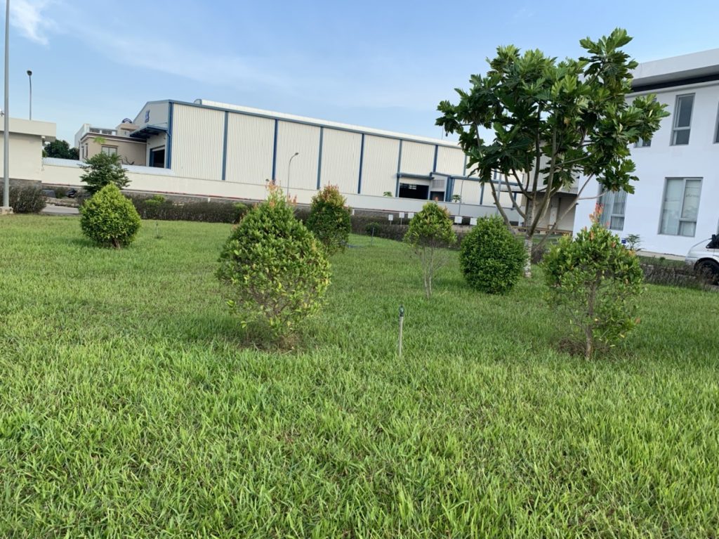 Thi công trồng cỏ trồng cây xanh với nhân viên Lộc Nguyên