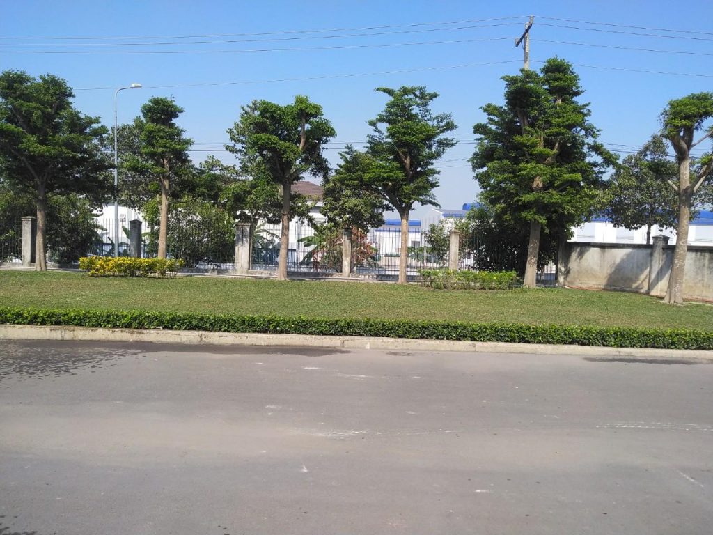 Trồng cỏ trồng cây xanh tại Quận 7