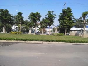 Trồng cỏ trồng cây xanh tại Quận 7