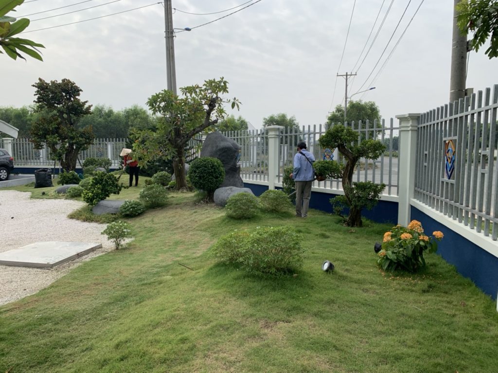 Công ty chăm sóc cây xanh tại Quận 11 giá rẻ